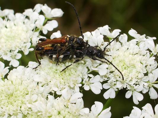 Stenopterus ater